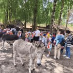Powiększ zdjęcie Przedszkolaki w przydomowym zwierzyńcu w Osadzie Kochany