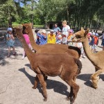Powiększ zdjęcie Przedszkolaki w przydomowym zwierzyńcu w Osadzie Kochany